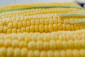 Jakie nasiona kukurydzy wybrać na ziarno?